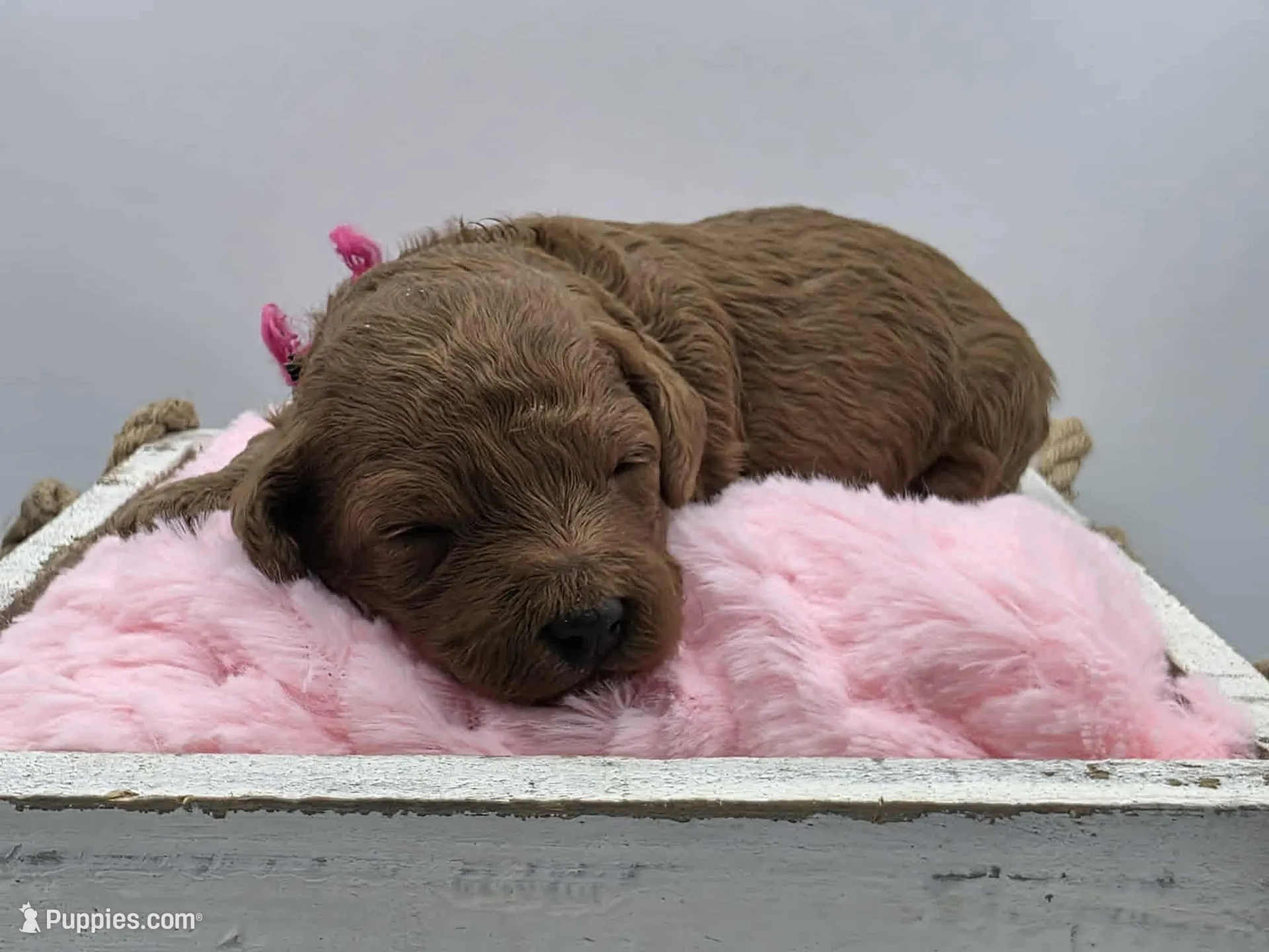 AKC Genevive, a female Poodle - Miniature  for sale in Danville, PA – Photo 1 of 10