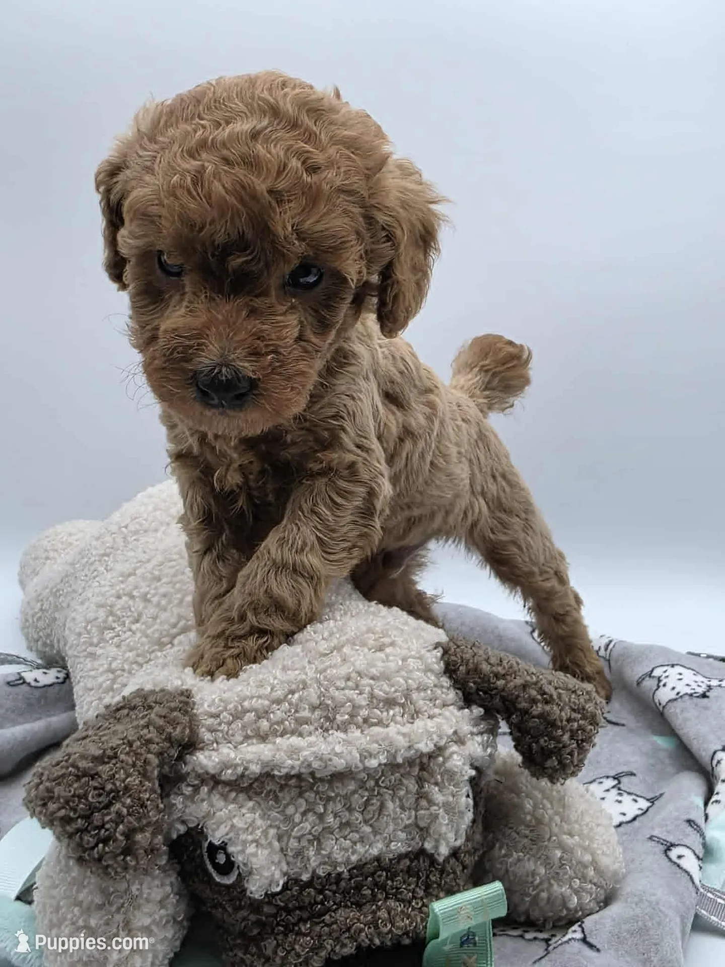 AKC Milo, a male Poodle - Toy  for sale in Danville, PA – Photo 2 of 10