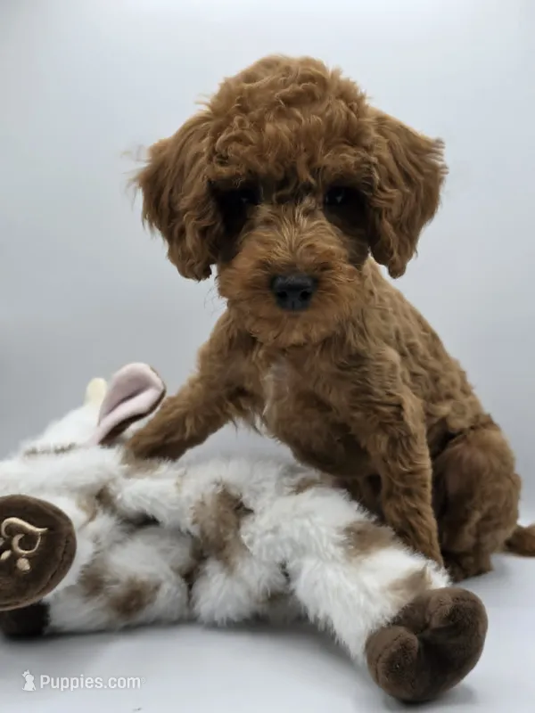 AKC Gus – Poodle - Toy  puppy for sale in Danville, PA