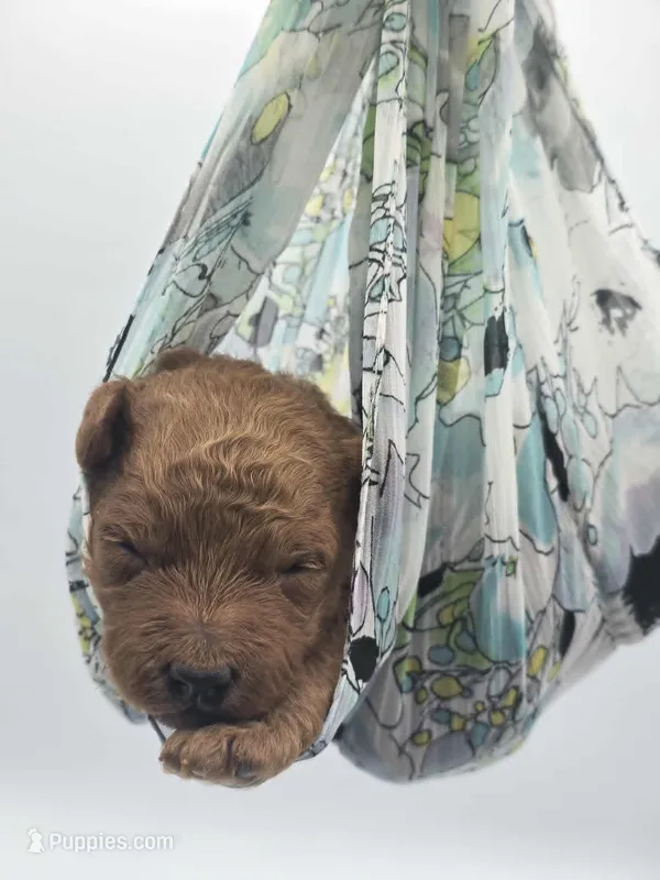 AKC Duke – Poodle - Miniature  puppy for sale in Danville, PA