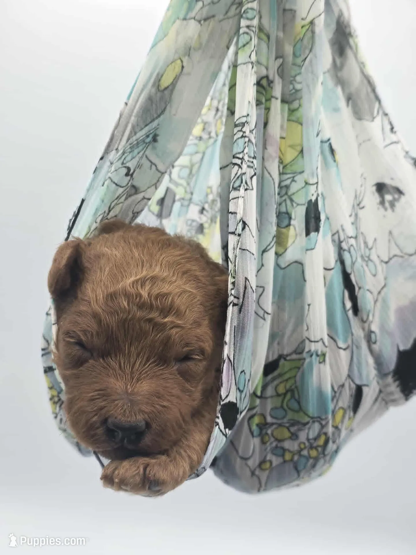 AKC Duke, a male Poodle - Miniature  for sale in Danville, PA – Photo 1 of 10