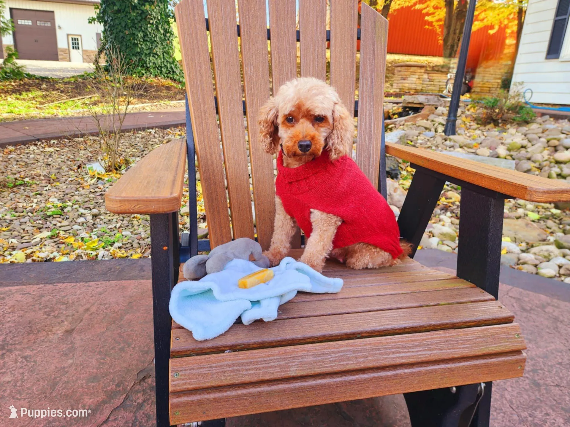 AKC Genevive, a female Poodle - Miniature  for sale in Danville, PA – Photo 5 of 10