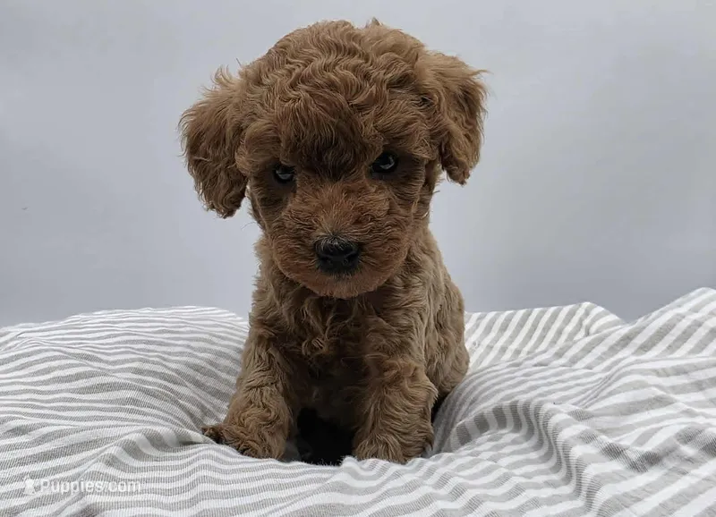 AKC Milo – Poodle - Toy  puppy for sale in Danville, PA