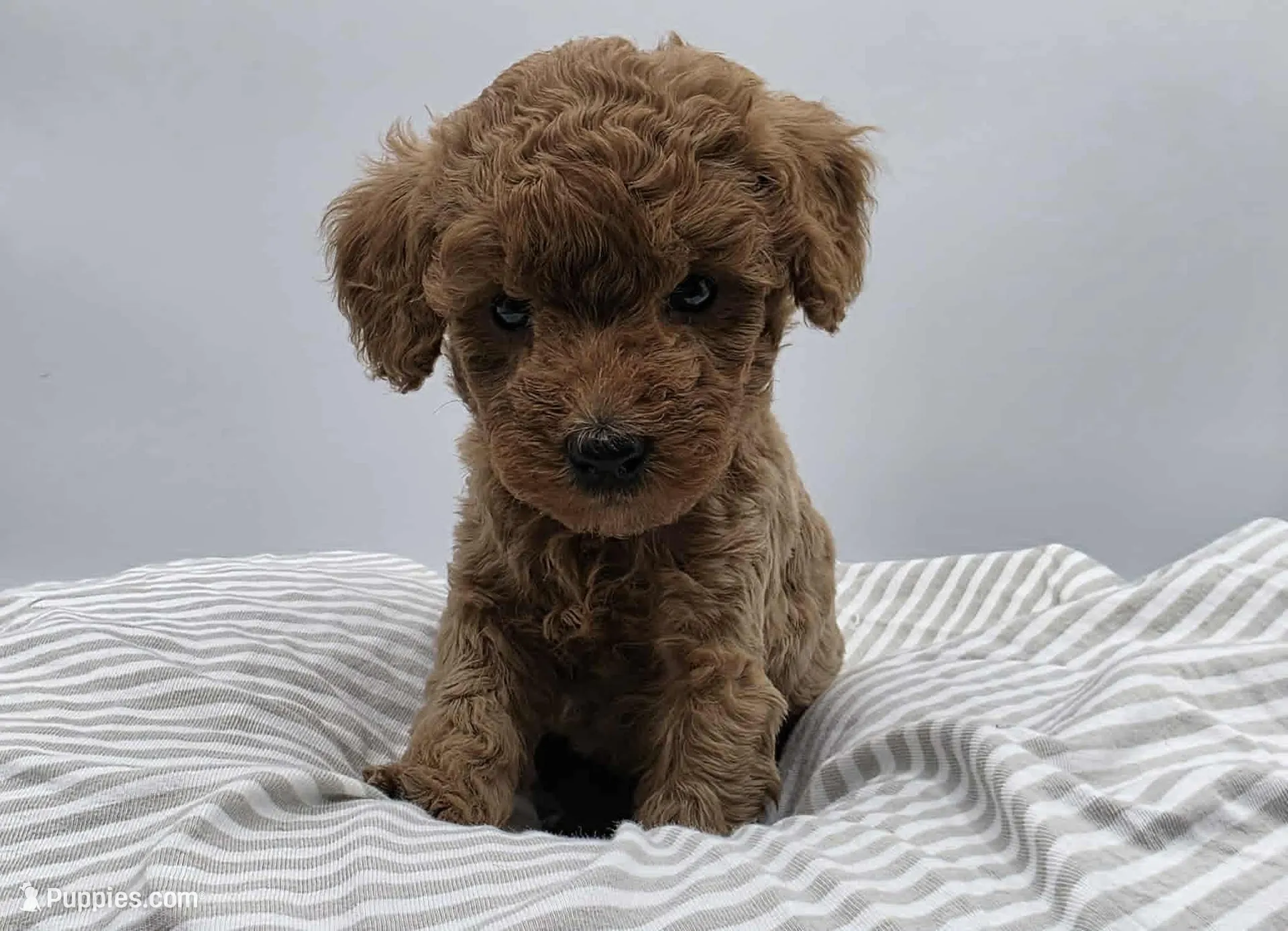 AKC Milo, a male Poodle - Toy  for sale in Danville, PA – Photo 1 of 10