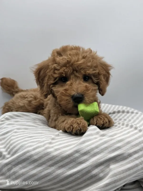 AKC Milo – Poodle - Toy  puppy for sale in Danville, PA