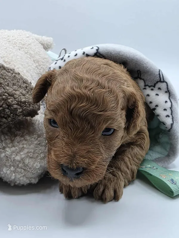 AKC Kingsley – Poodle - Toy  puppy for sale in Danville, PA