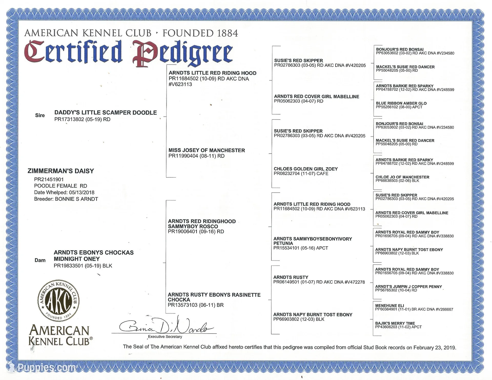 AKC Bella, a female Poodle - Miniature  for sale in Danville, PA – Photo 6 of 10