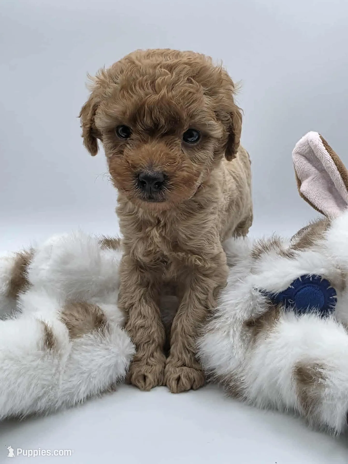 AKC Teddy, a male Poodle - Toy  for sale in Danville, PA – Photo 2 of 10