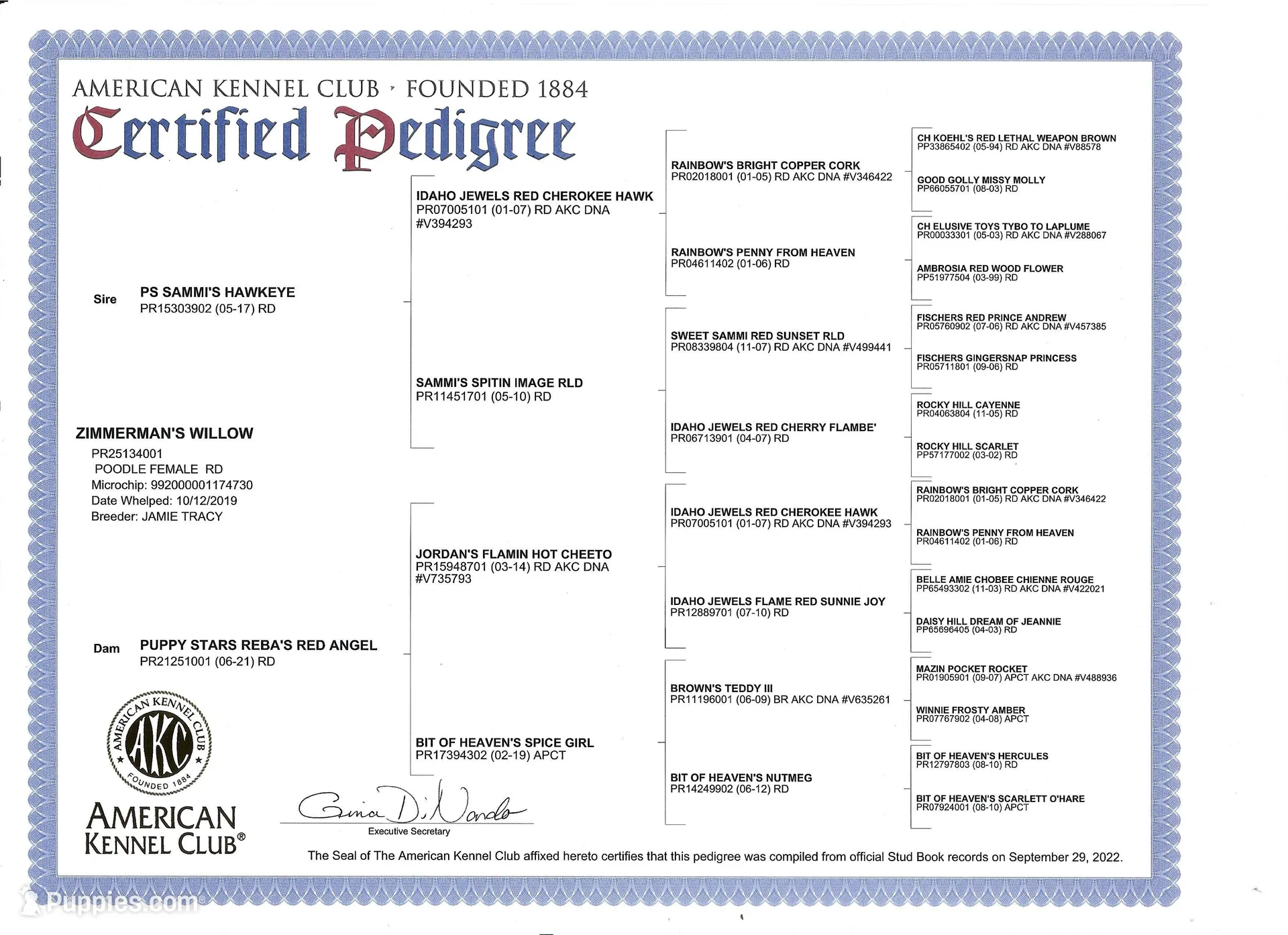 AKC Kingsley, a male Poodle - Toy  for sale in Danville, PA – Photo 9 of 10