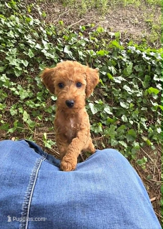 AKC Milo – Poodle - Toy  puppy for sale in Danville, PA