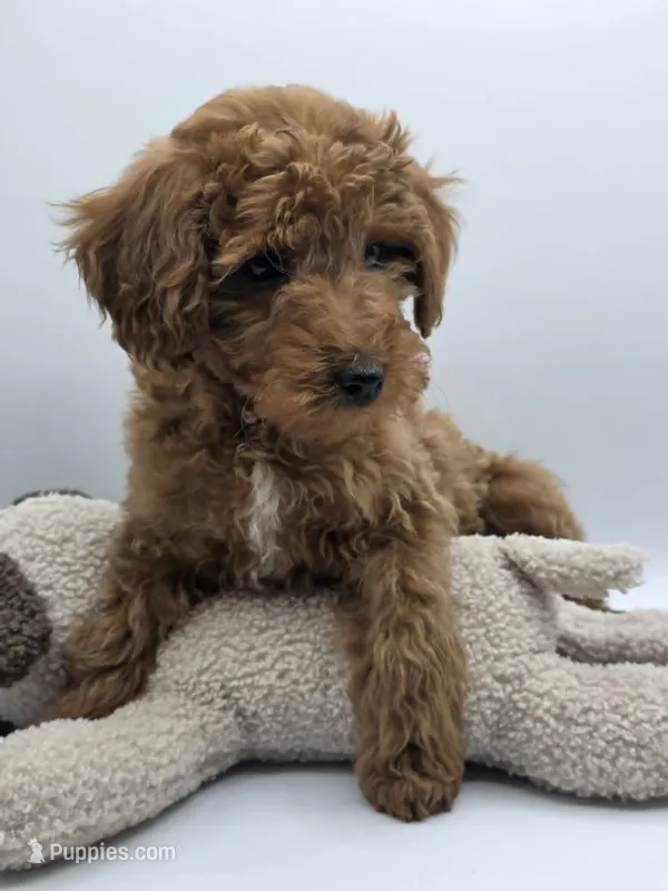 AKC Gus – Poodle - Toy  puppy for sale in Danville, PA
