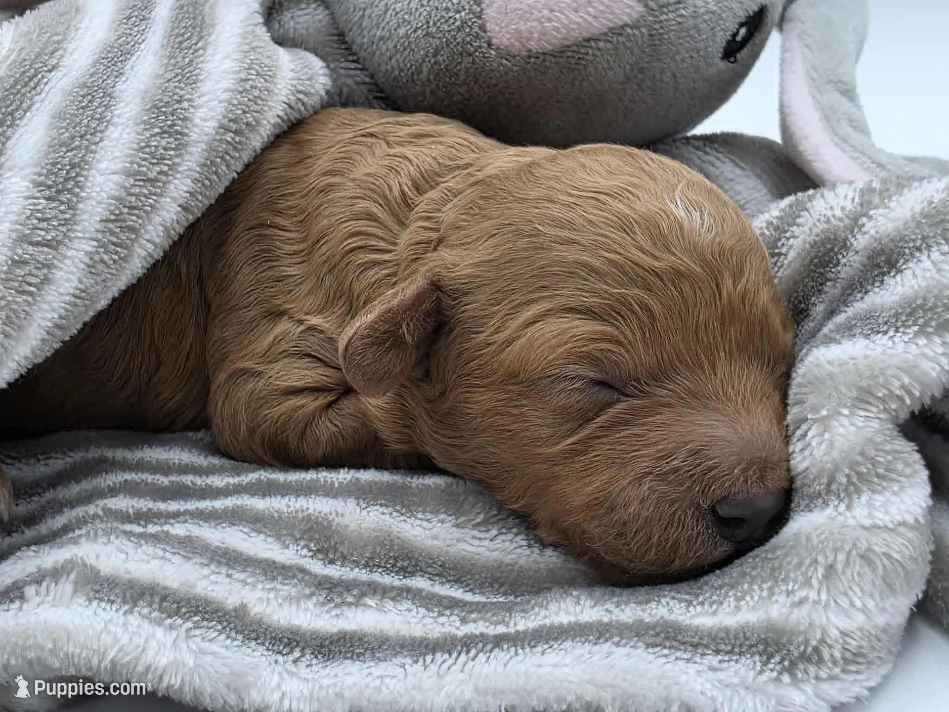 AKC Bella, a female Poodle - Miniature  for sale in Danville, PA – Photo 3 of 10