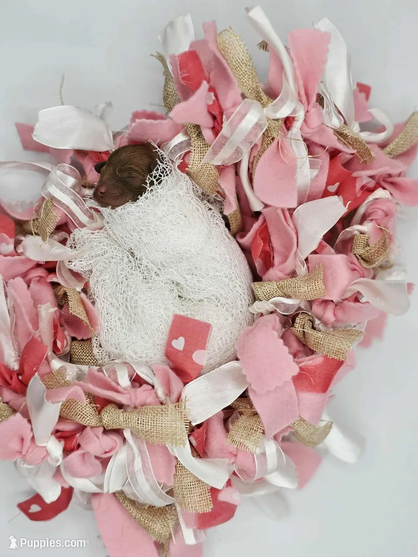 AKC Duchess, a male Poodle - Toy  for sale in Danville, PA – Photo 3 of 10