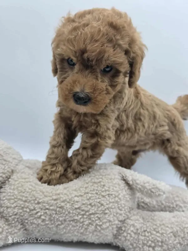AKC Milo – Poodle - Toy  puppy for sale in Danville, PA