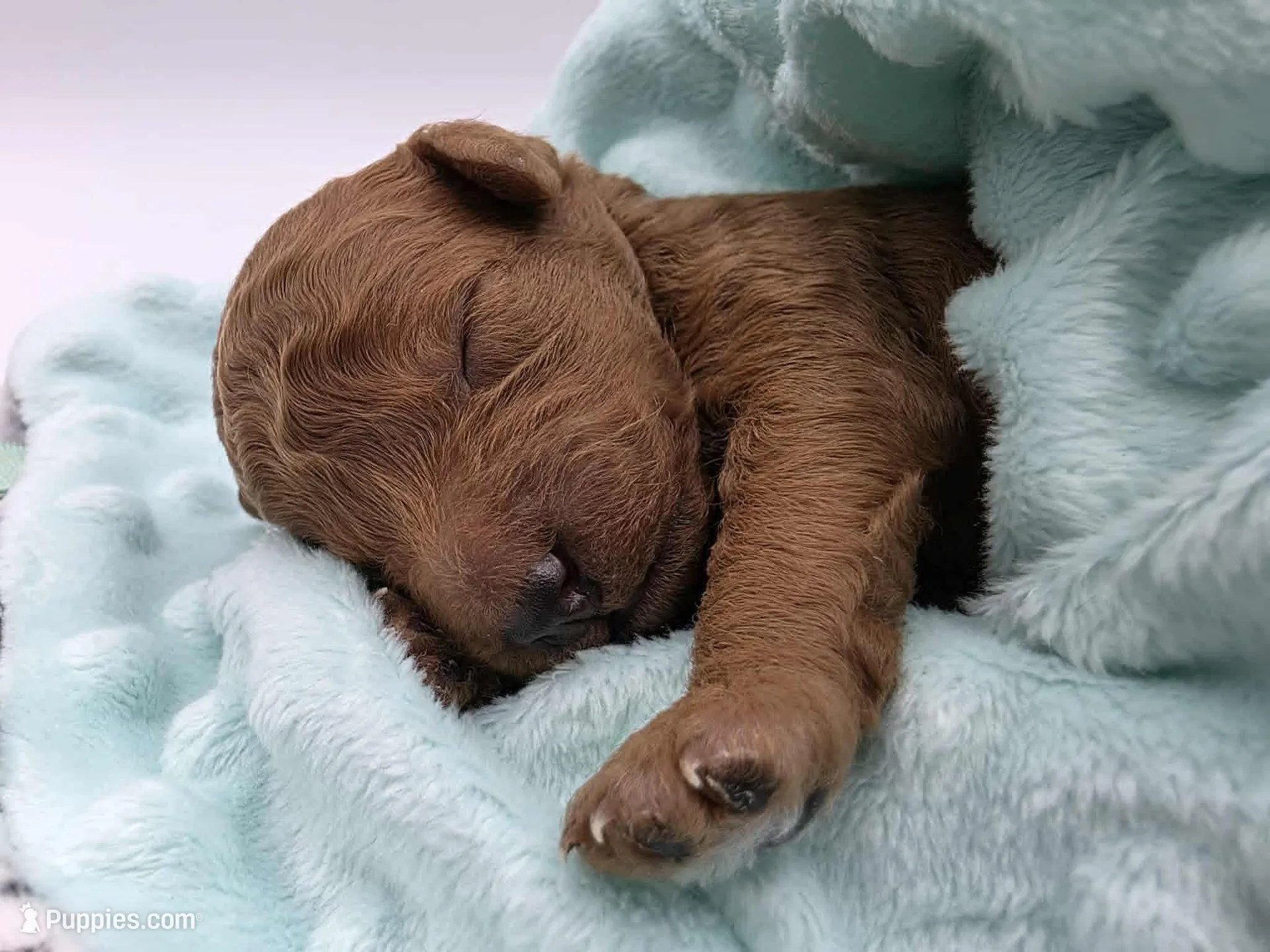 AKC Milo, a male Poodle - Toy  for sale in Danville, PA – Photo 3 of 10