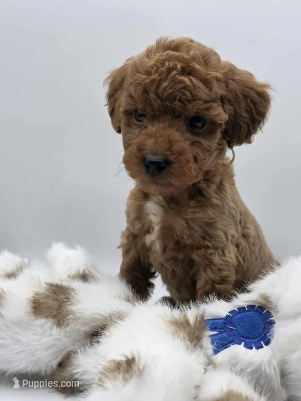 AKC Gus – Poodle - Toy  puppy for sale in Danville, PA