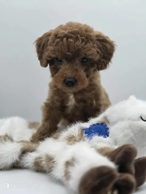 AKC Gus – Poodle - Toy  puppy for sale in Danville, PA