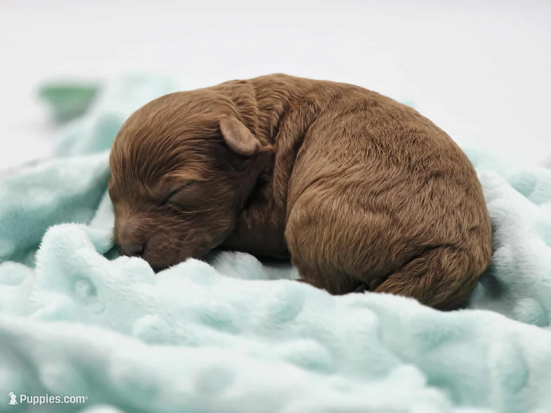 AKC Kingsley, a male Poodle - Toy  for sale in Danville, PA – Photo 2 of 10