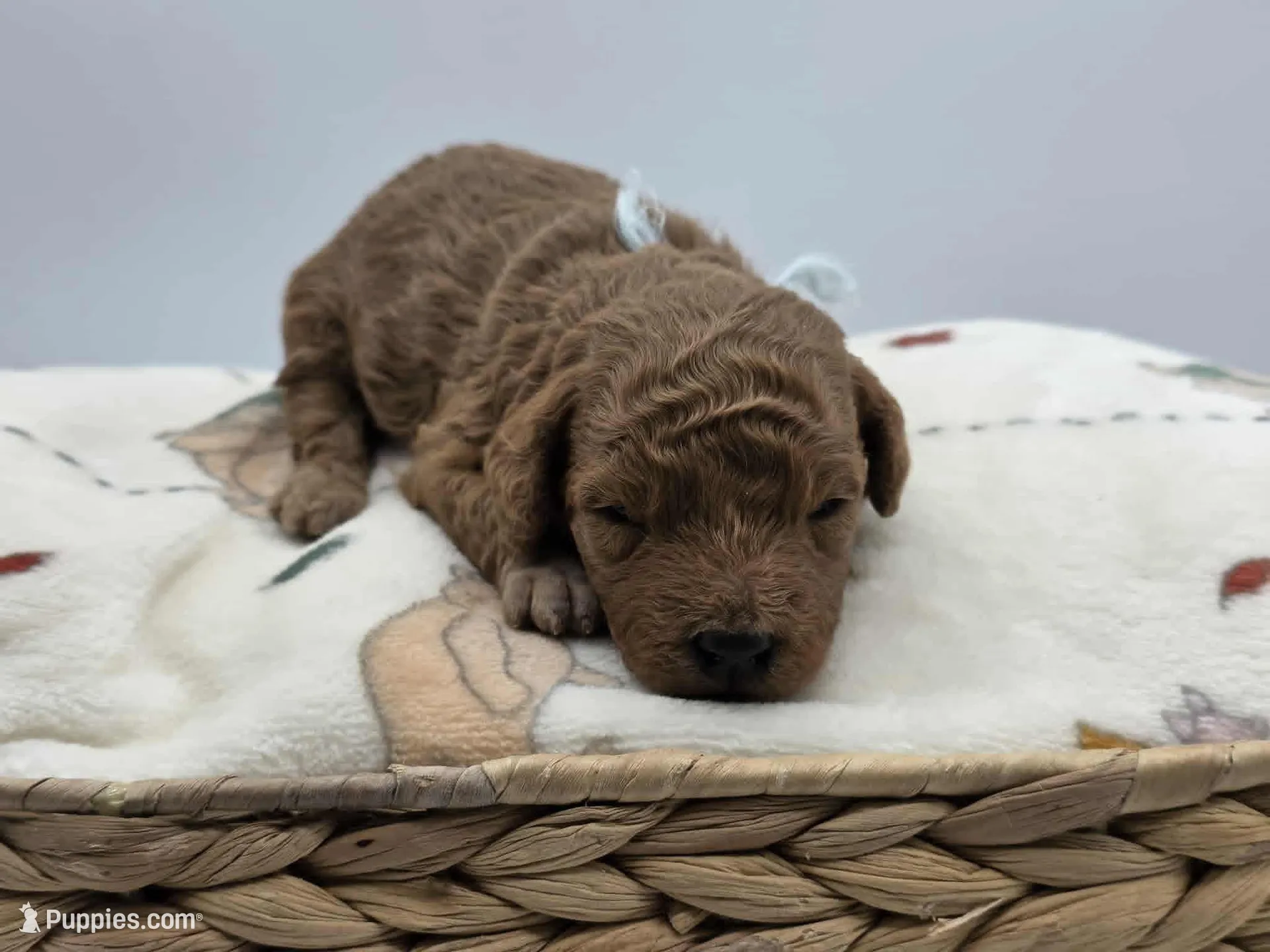 AKC Milo, a male Poodle - Toy  for sale in Danville, PA – Photo 2 of 10
