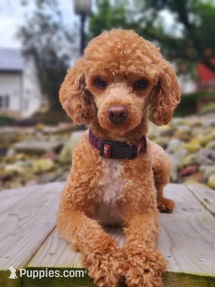 AKC Duchess, a male Poodle - Toy  for sale in Danville, PA – Photo 8 of 10