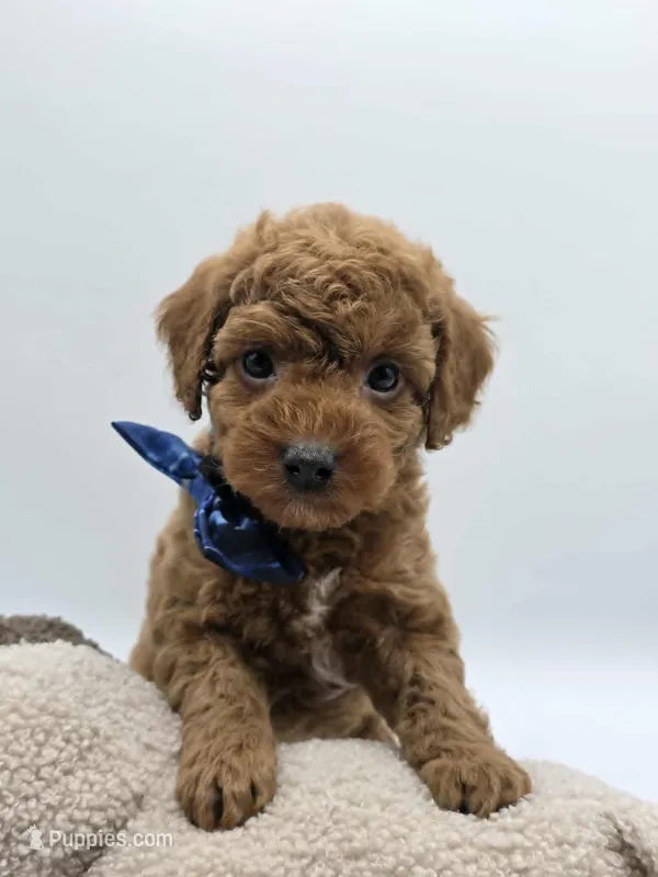 AKC Romeo – Poodle - Miniature  puppy for sale in Danville, PA