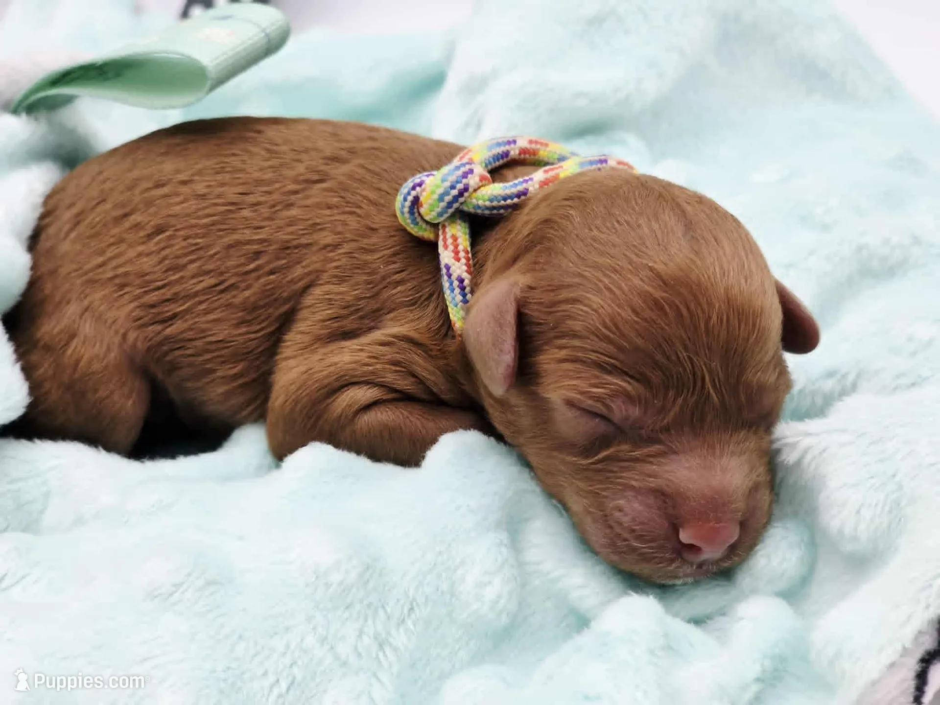AKC Romeo, a male Poodle - Miniature  for sale in Danville, PA – Photo 4 of 10