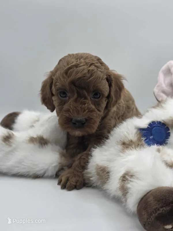 AKC Romeo – Poodle - Miniature  puppy for sale in Danville, PA