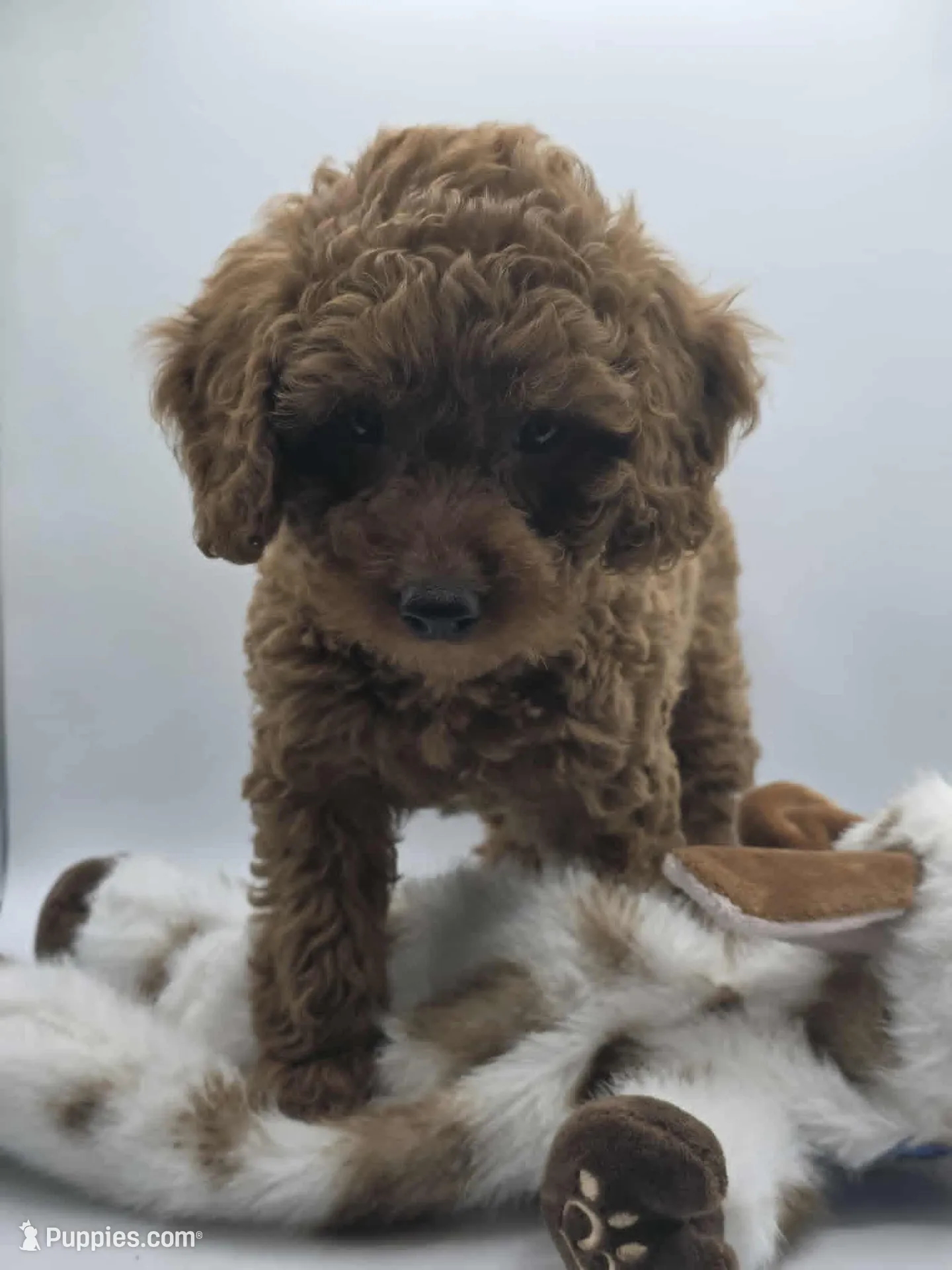 AKC Genevive, a female Poodle - Miniature  for sale in Danville, PA – 2 of 10