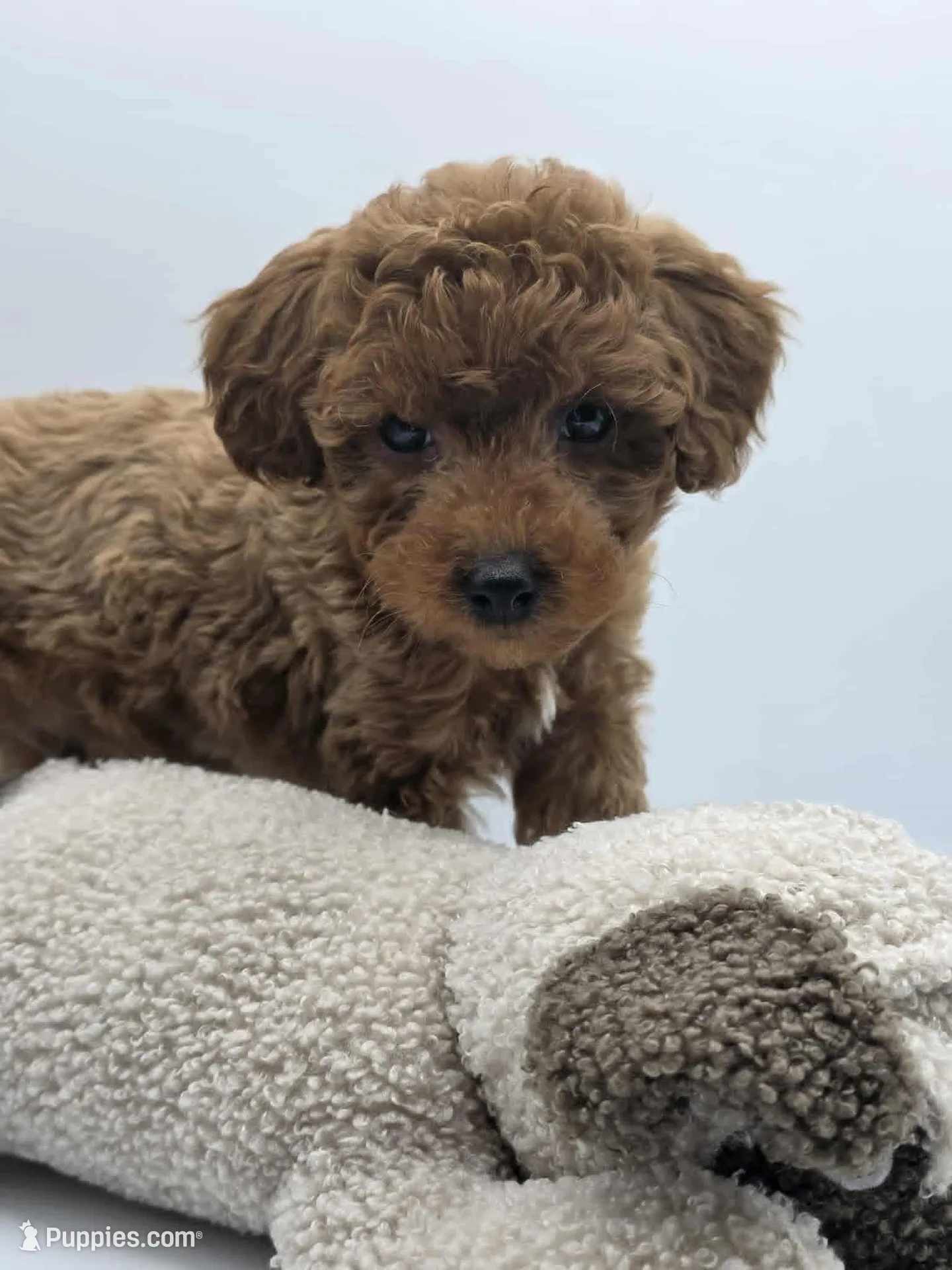 AKC Gus, a male Poodle - Toy  for sale in Danville, PA – 3 of 10