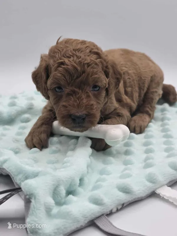 AKC Romeo – Poodle - Miniature  puppy for sale in Danville, PA