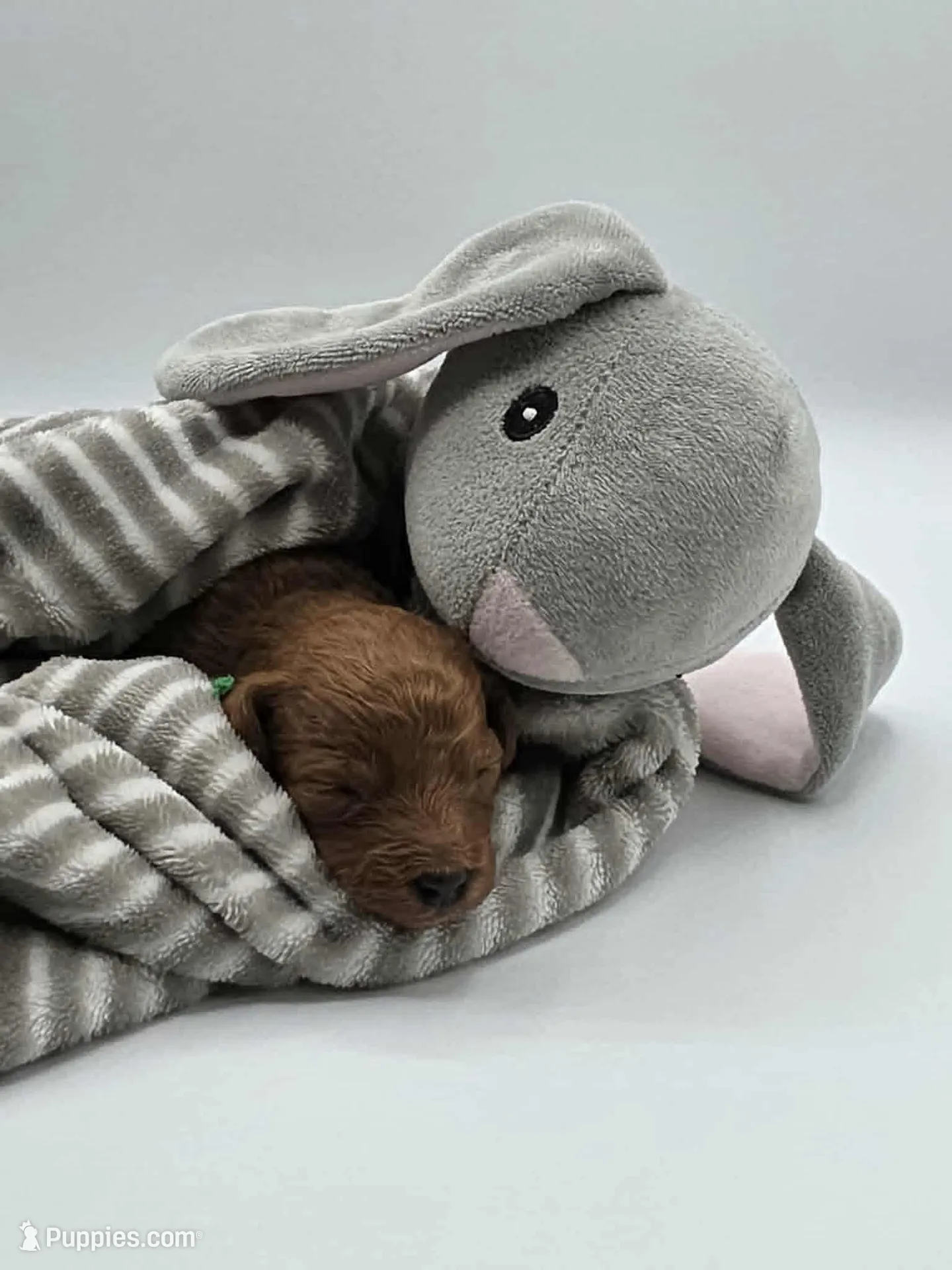 AKC Gus, a male Poodle - Toy  for sale in Danville, PA – Photo 2 of 10