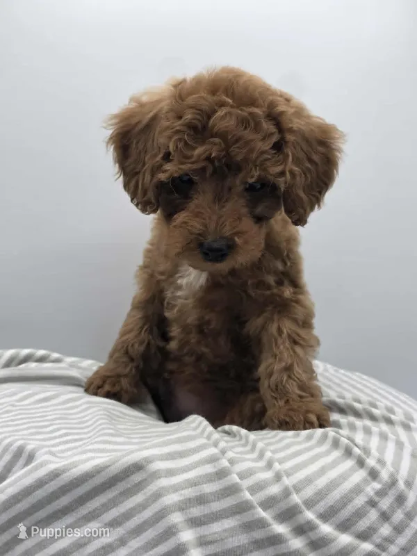 AKC Gus – Poodle - Toy  puppy for sale in Danville, PA