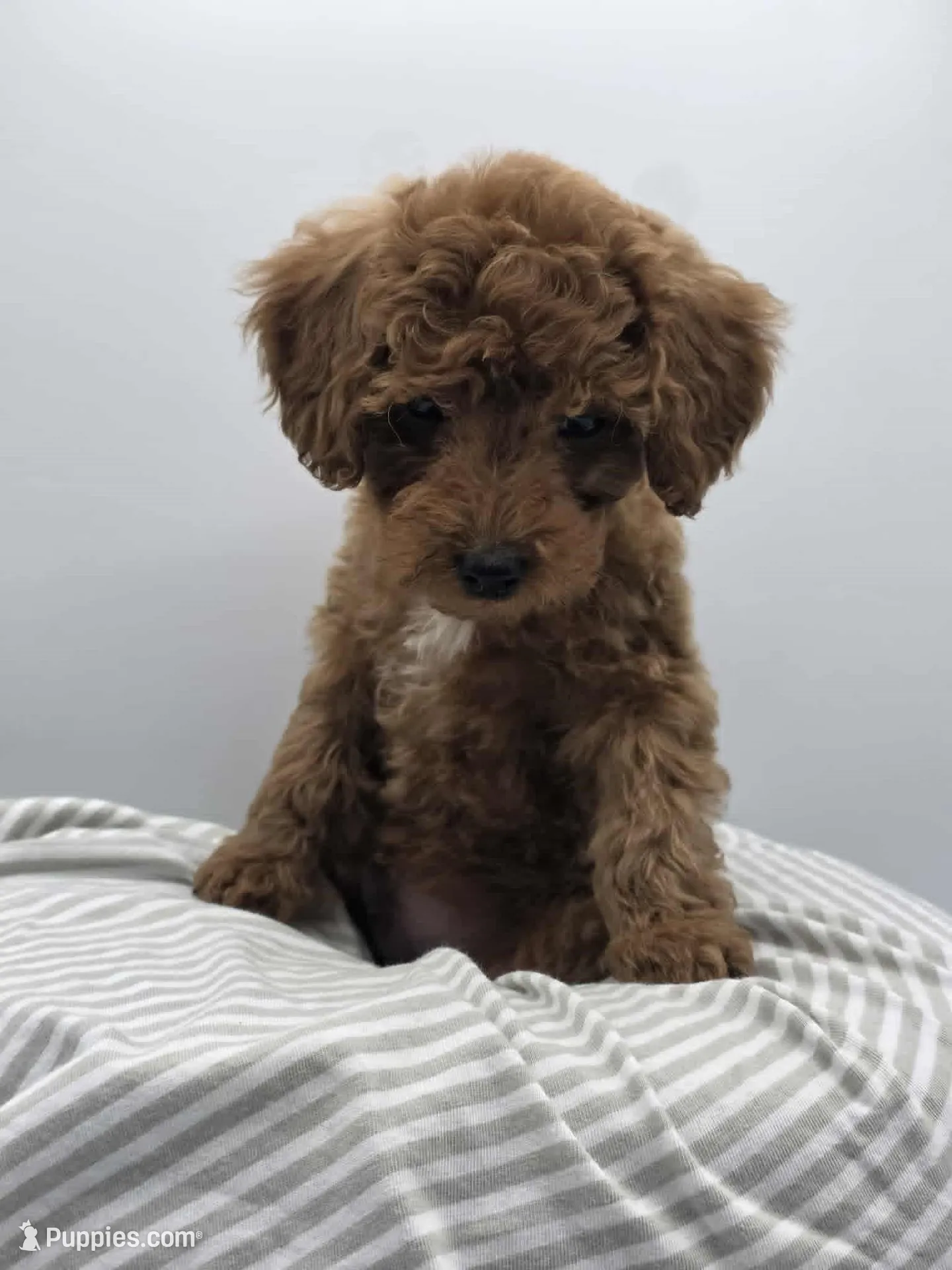 AKC Gus, a male Poodle - Toy  for sale in Danville, PA – 1 of 10
