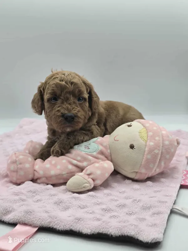 AKC Bella – Poodle - Miniature  puppy for sale in Danville, PA