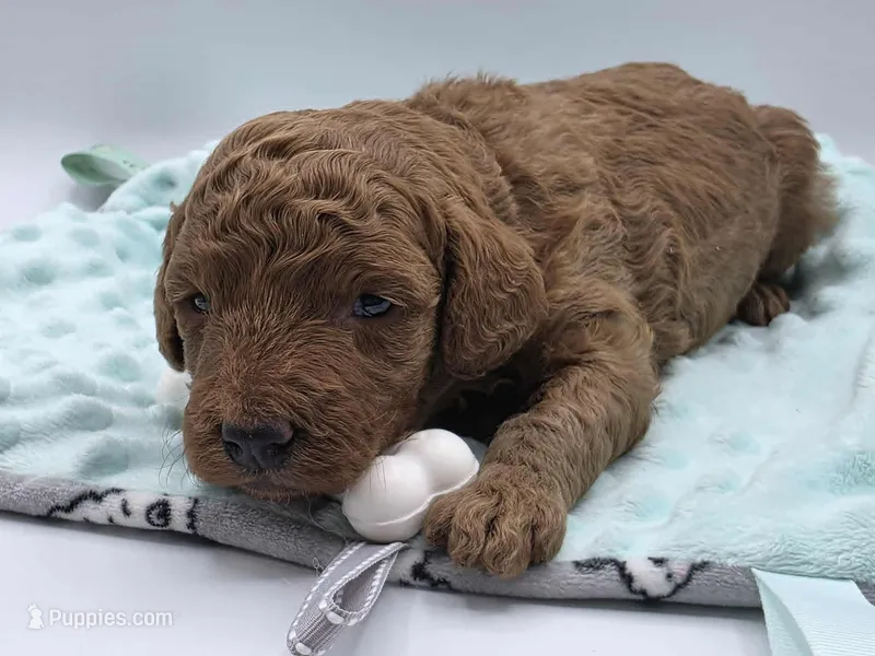 AKC Duke – Poodle - Miniature  puppy for sale in Danville, PA