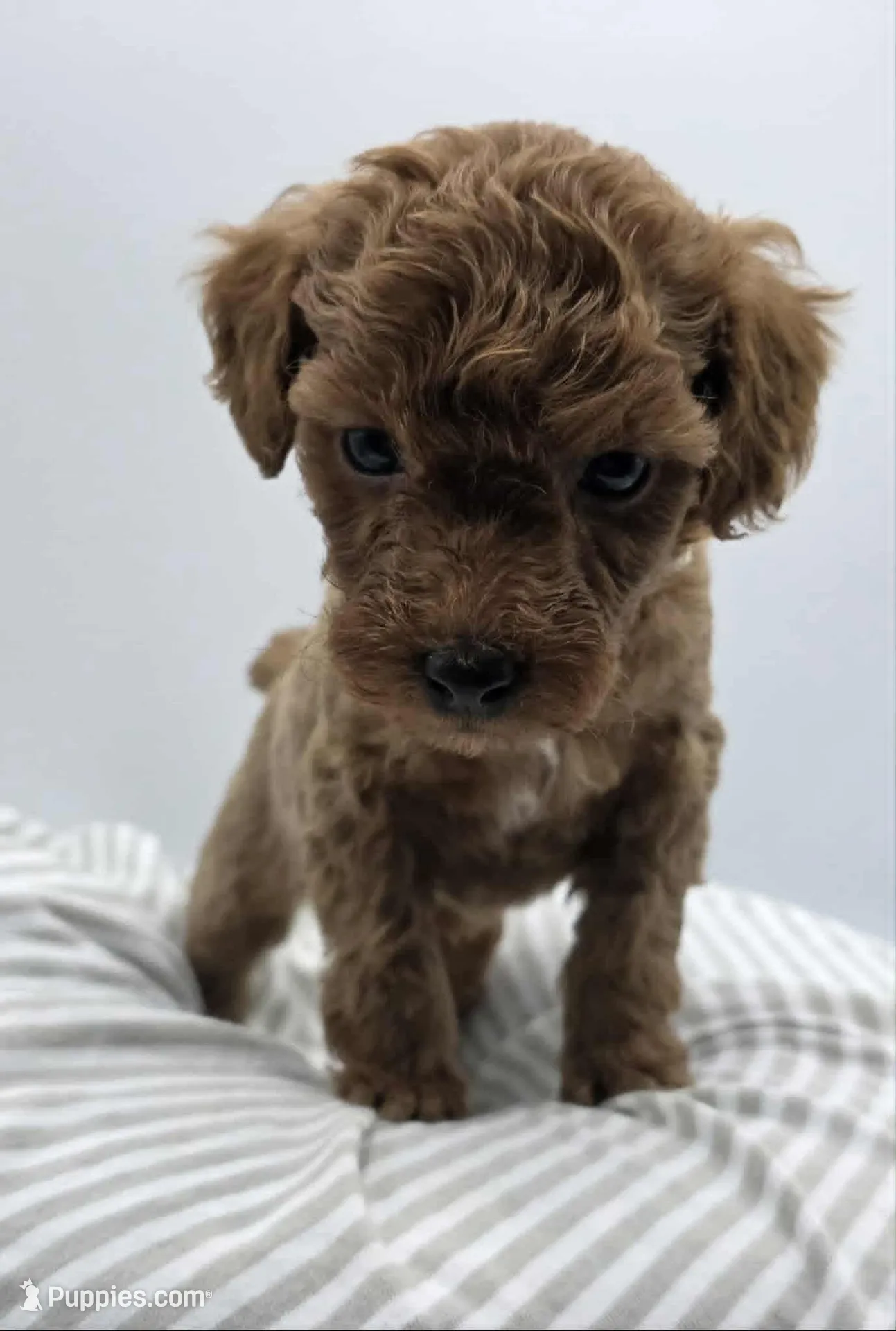AKC Gus, a male Poodle - Toy  for sale in Danville, PA – 2 of 10