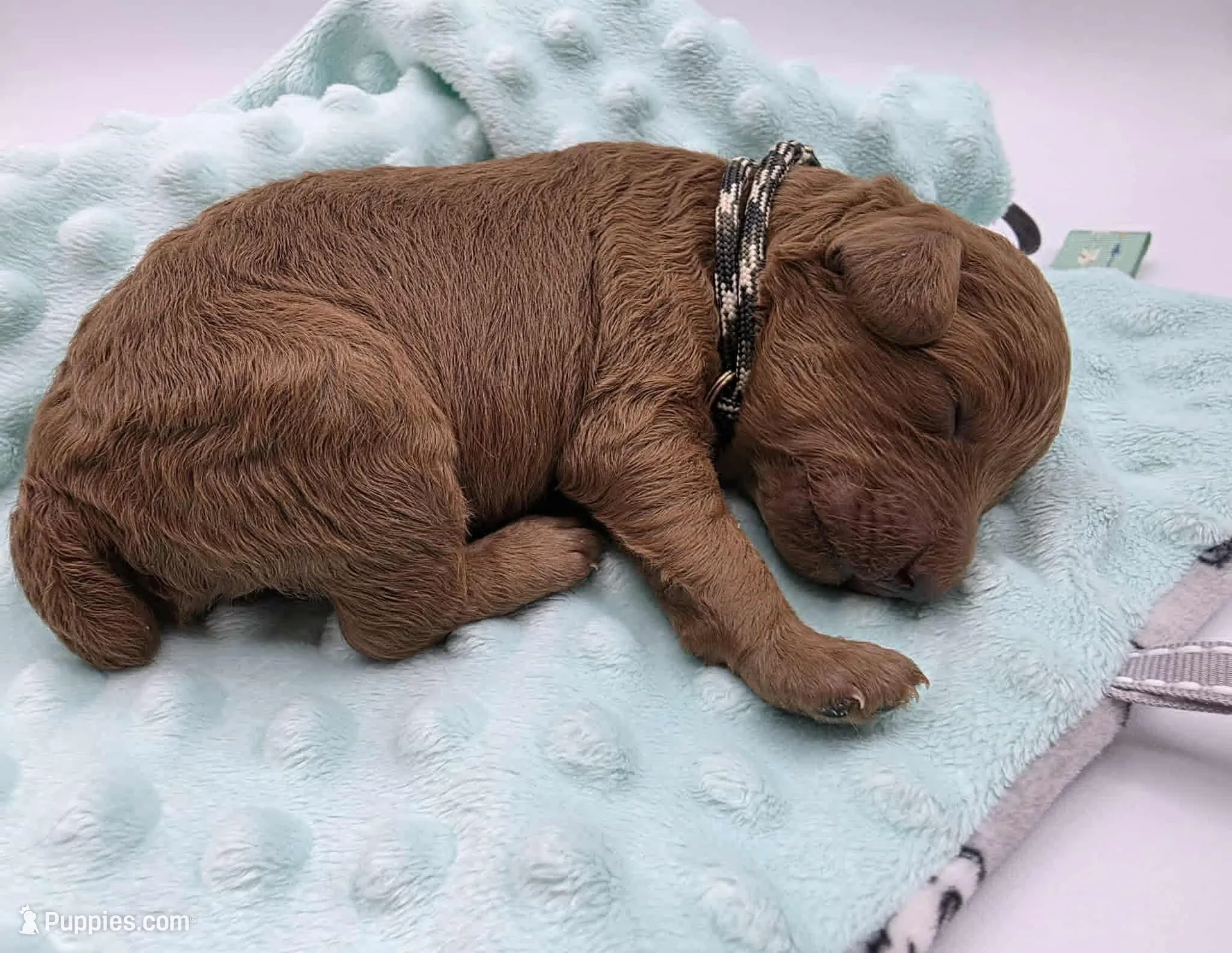 AKC Duke, a male Poodle - Miniature  for sale in Danville, PA – Photo 3 of 10