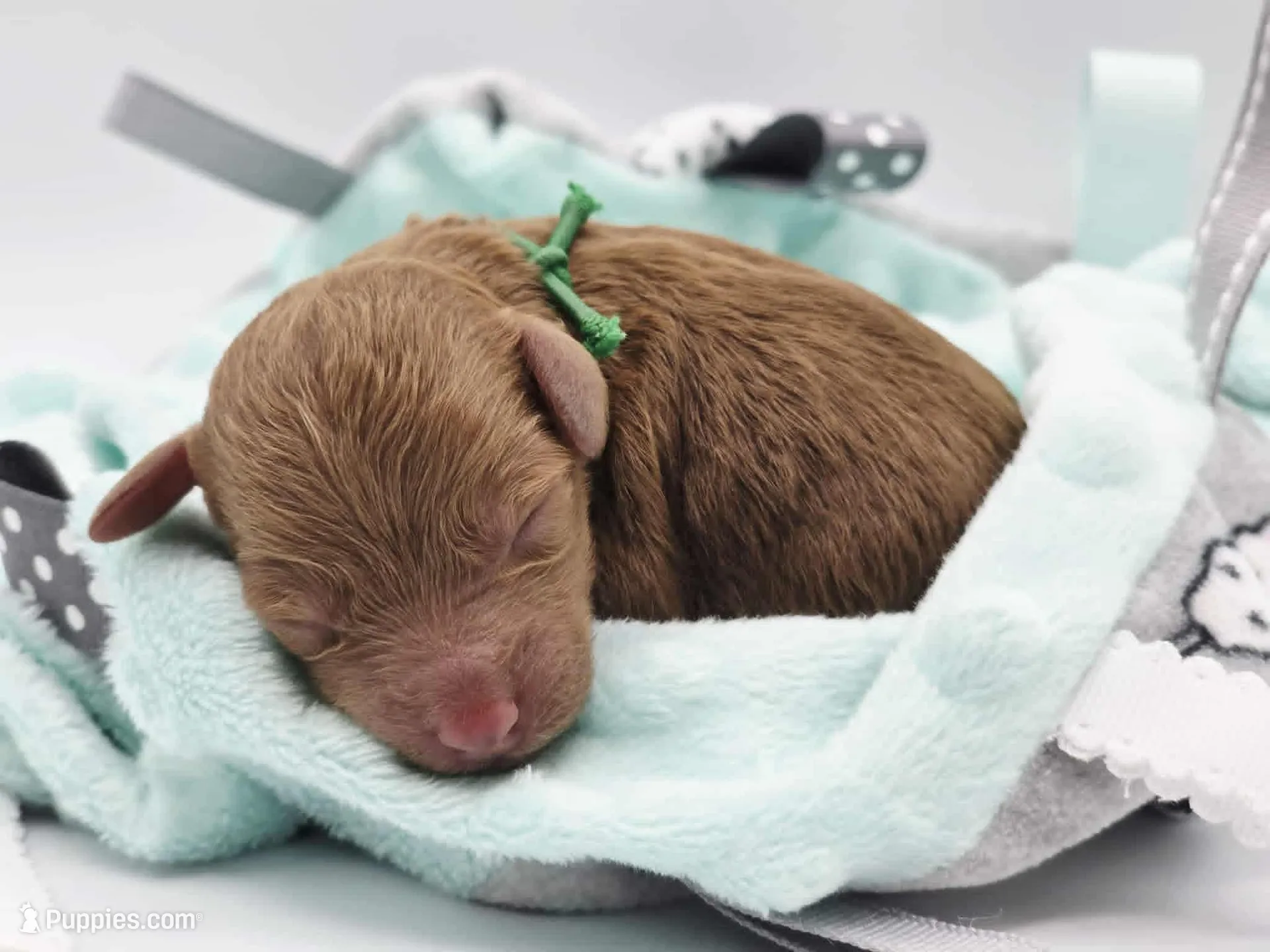 AKC Gus, a male Poodle - Toy  for sale in Danville, PA – Photo 5 of 10