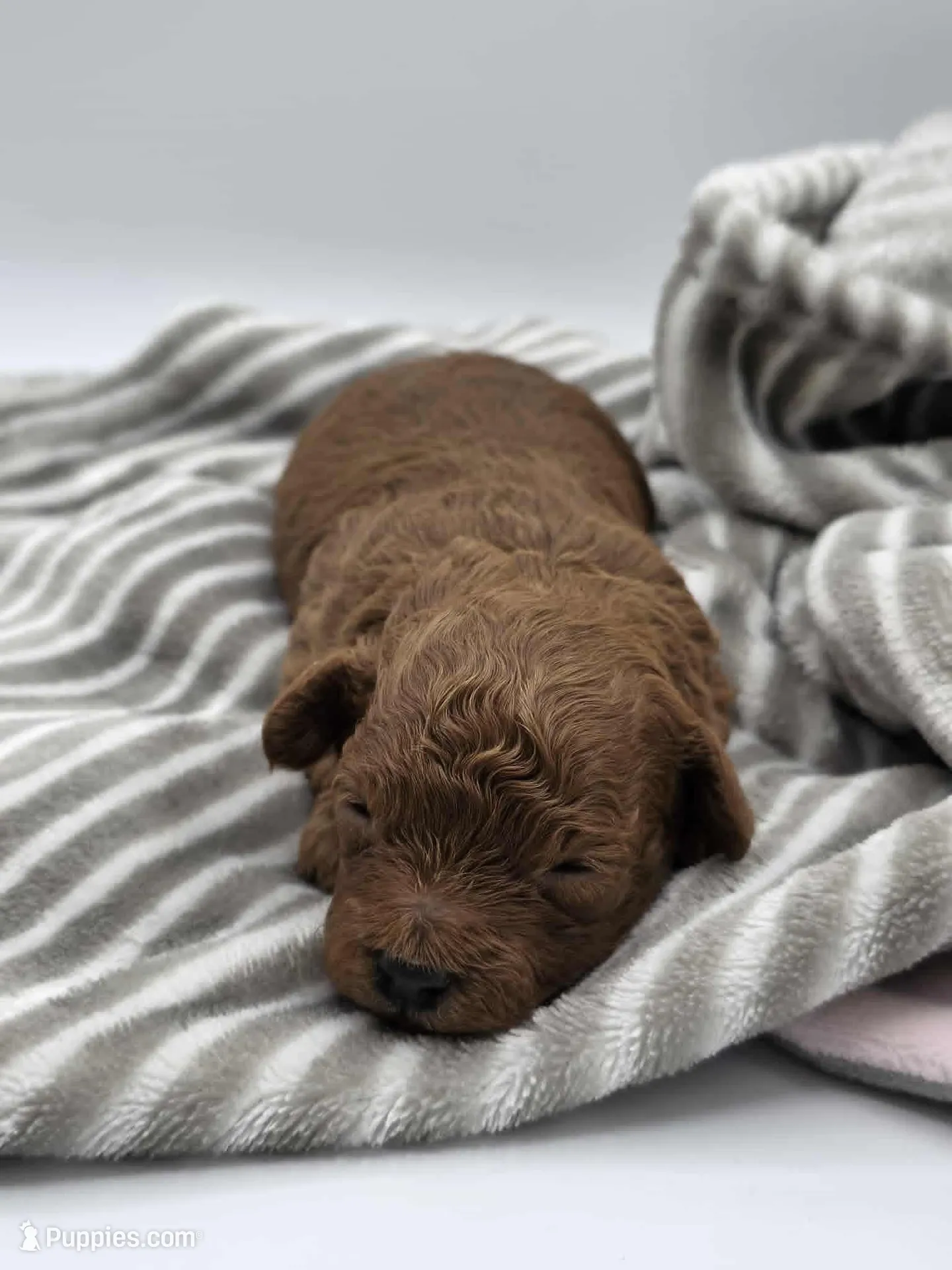 AKC Duchess – Poodle - Toy  puppy for sale in Danville, PA