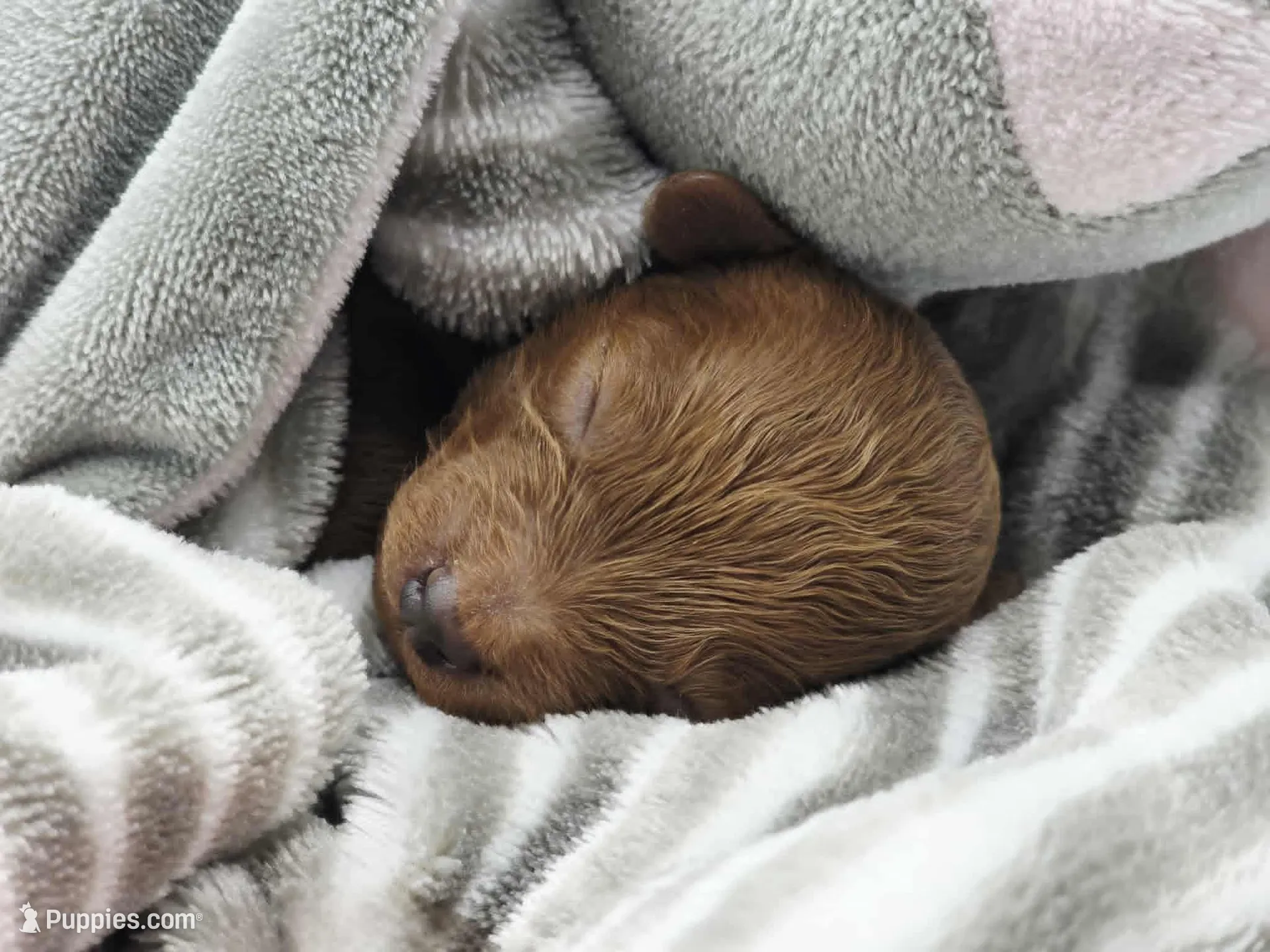 AKC Duchess – Poodle - Toy  puppy for sale in Danville, PA