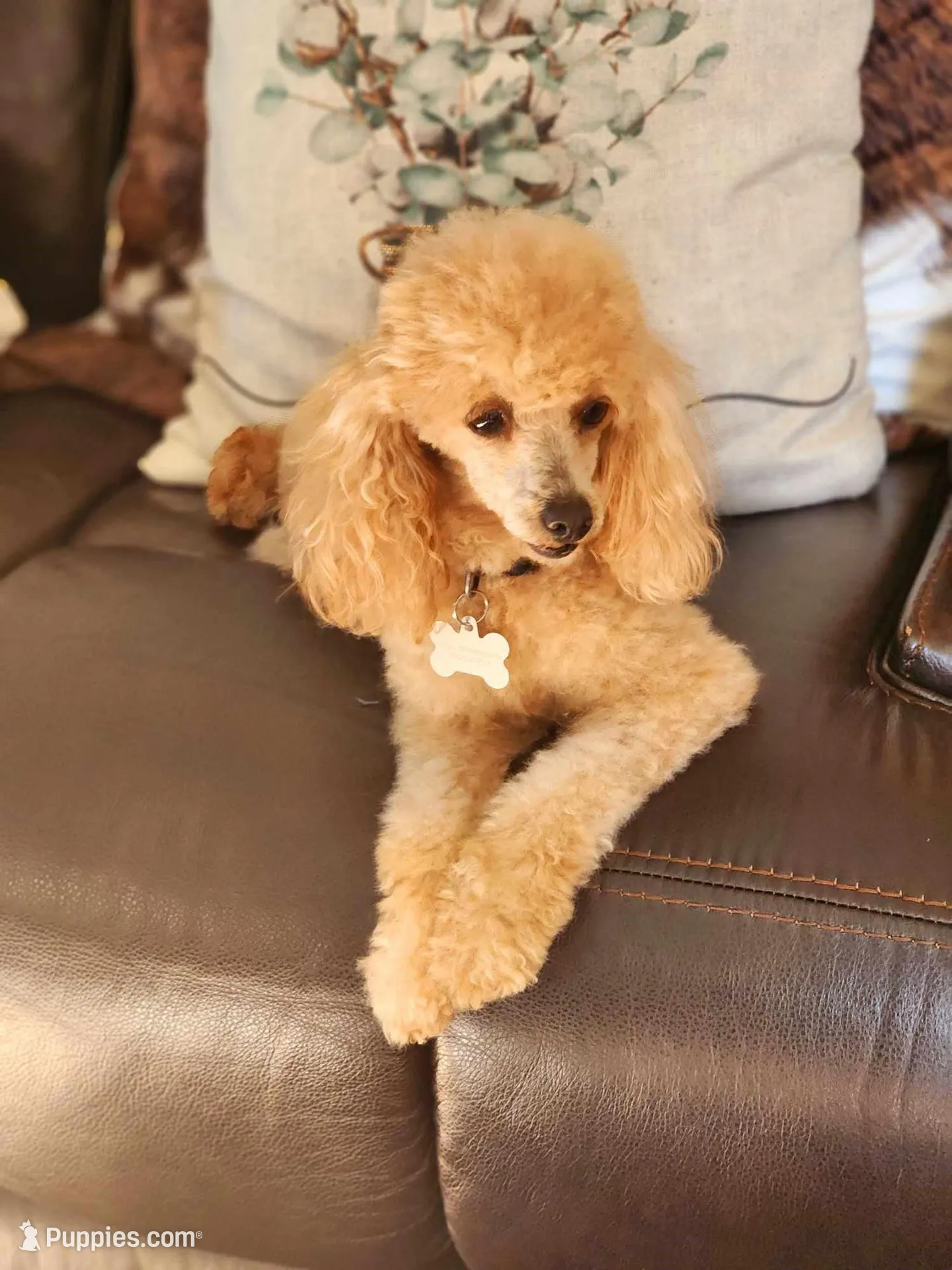 AKC Gus, a male Poodle - Toy  for sale in Danville, PA – Photo 6 of 10