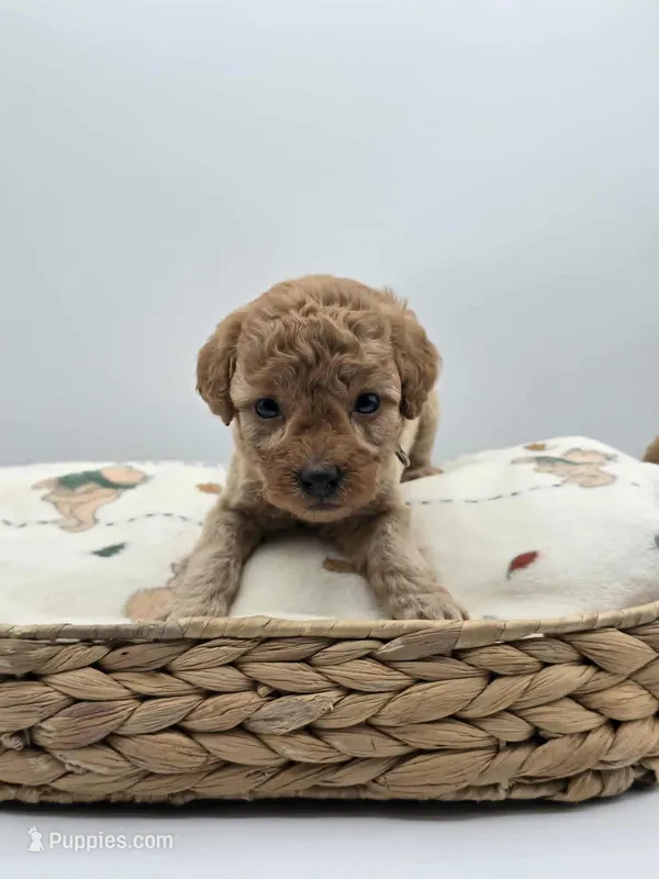 AKC Teddy – Poodle - Toy  puppy for sale in Danville, PA