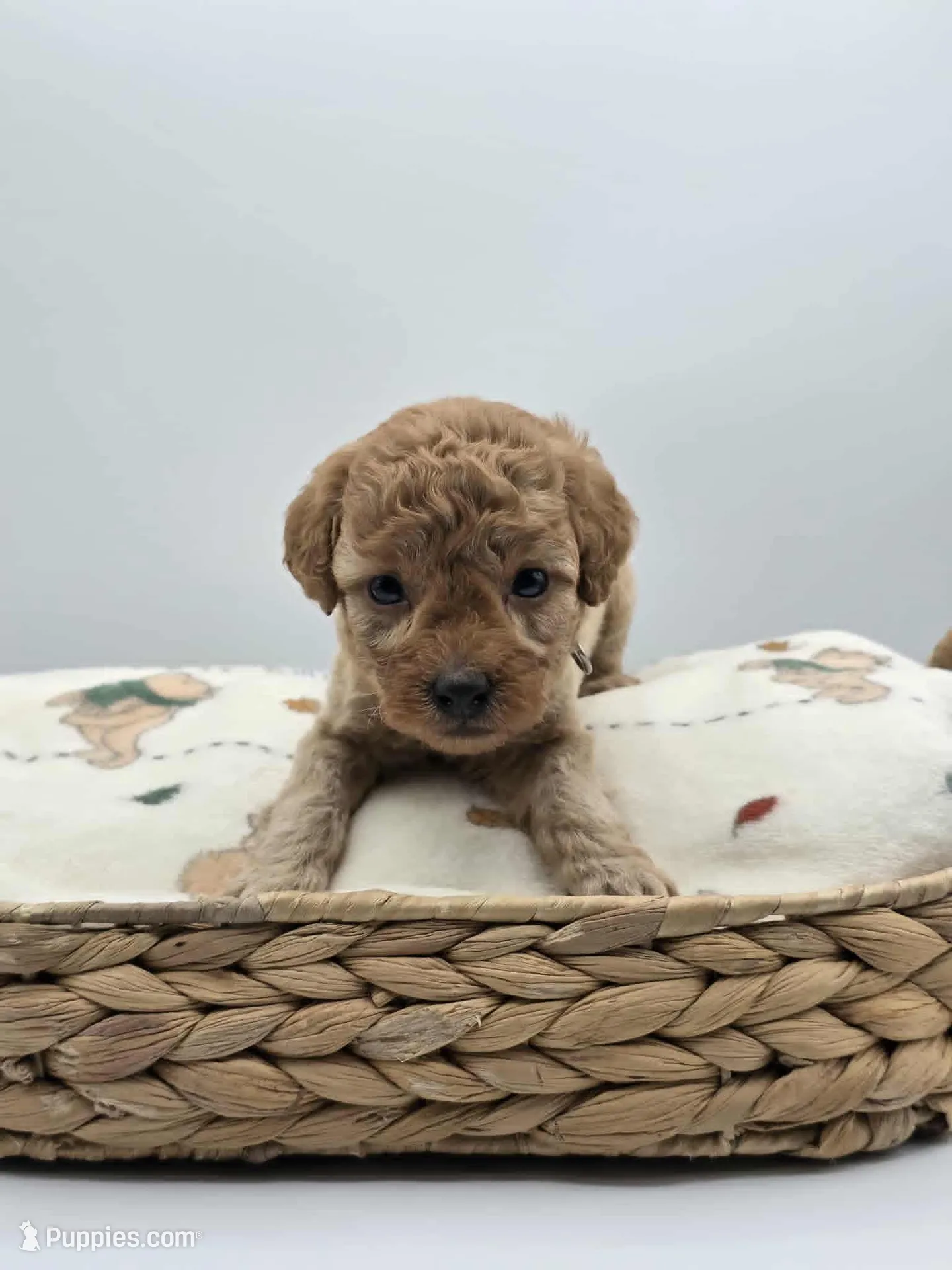 AKC Teddy, a male Poodle - Toy  for sale in Danville, PA – Photo 3 of 10