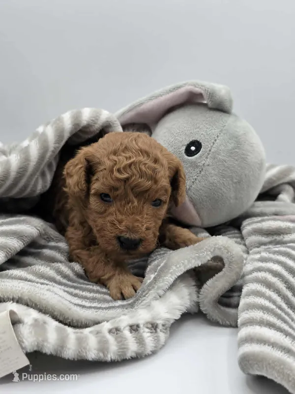 AKC Milo – Poodle - Toy  puppy for sale in Danville, PA