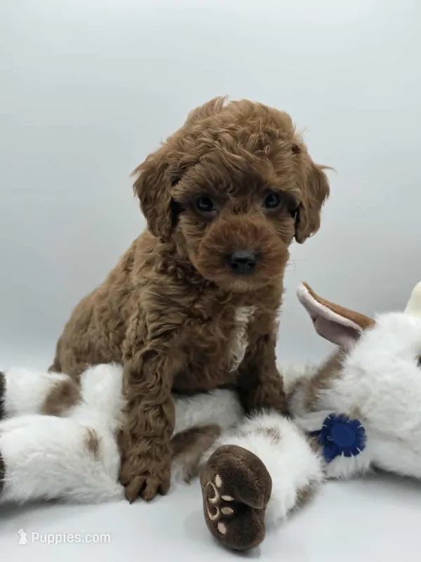 AKC Romeo – Poodle - Miniature  puppy for sale in Danville, PA