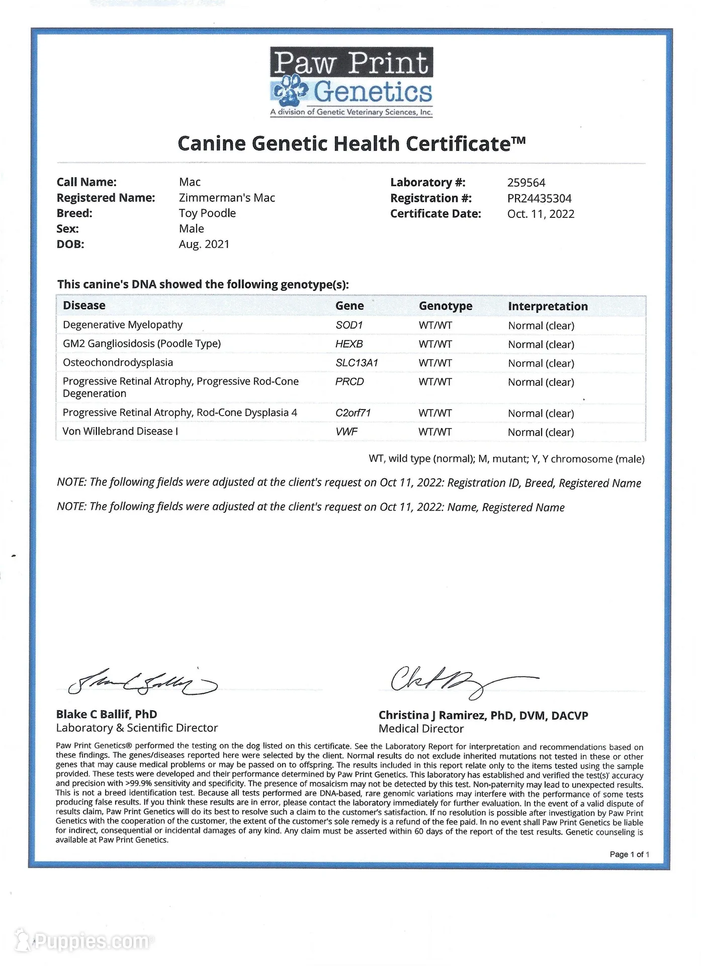 AKC Gus, a male Poodle - Toy  for sale in Danville, PA – Photo 10 of 10