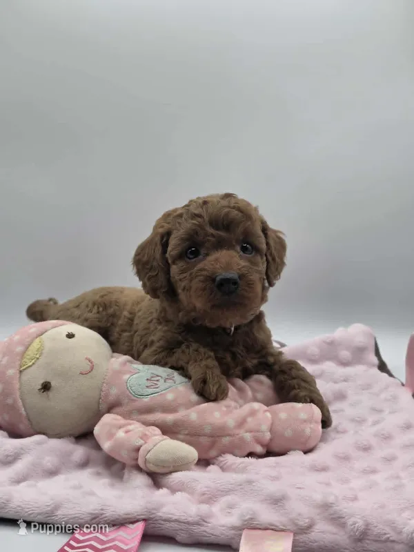 AKC Genevive – Poodle - Miniature  puppy for sale in Danville, PA
