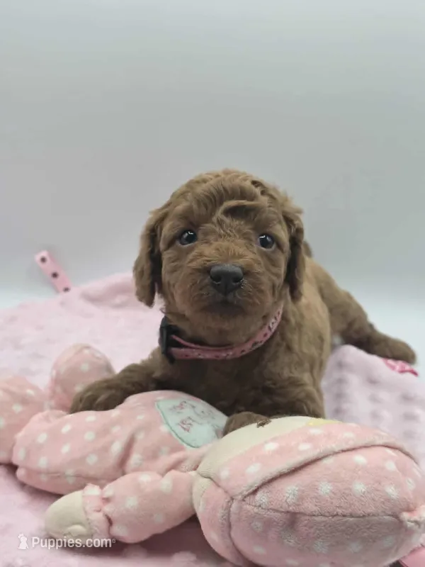 AKC Genevive – Poodle - Miniature  puppy for sale in Danville, PA