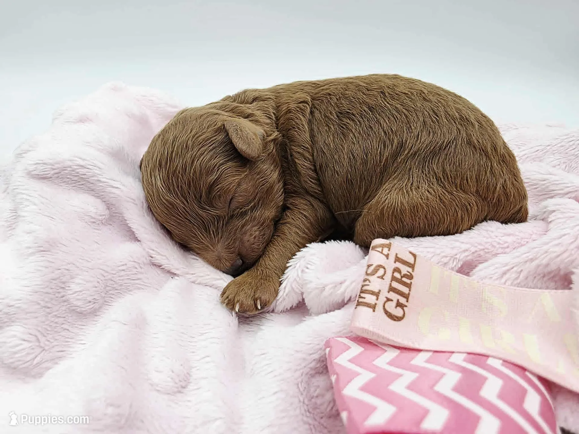 AKC Duchess, a male Poodle - Toy  for sale in Danville, PA – Photo 2 of 10