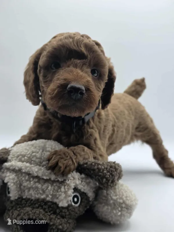 AKC Duke – Poodle - Miniature  puppy for sale in Danville, PA